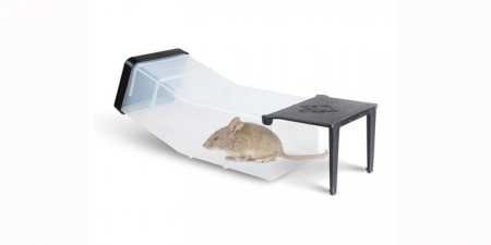 Як зловити мишу в домашніх умовах — ефективні способи