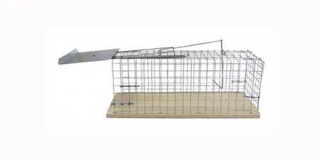 Як зловити мишу в домашніх умовах — ефективні способи