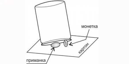 Як зловити мишу в домашніх умовах — ефективні способи