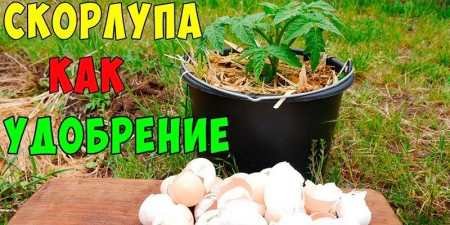 Яєчна шкаралупа як добриво у вигляді порошку або настою — як зробити і використовувати в домашніх умовах