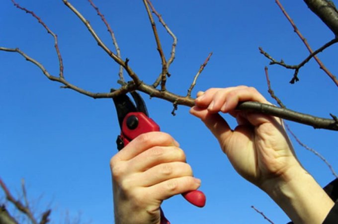 Загальні правила обрізки дерев навесні