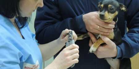 Зубний камінь у собак — чому з’являється, як прибрати ультразвуком або механічним способом, наслідки