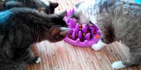 Інтерактивні іграшки для кішок