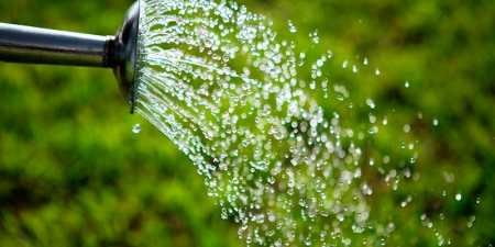 Іриси – посадка й догляд у відкритому грунті, розмноження, особливості вирощування та підживлення