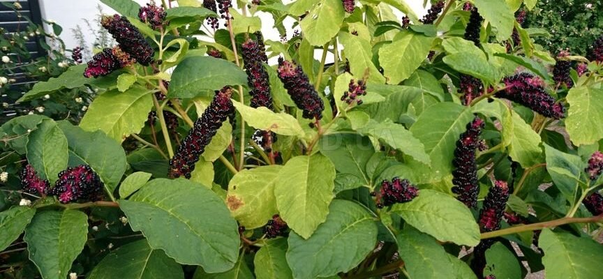 Рецепт настоянки з кореня лаконоса: покрокова інструкція приготування Рецепт настоянки з кореня лаконоса: покрокова інструкція приготування