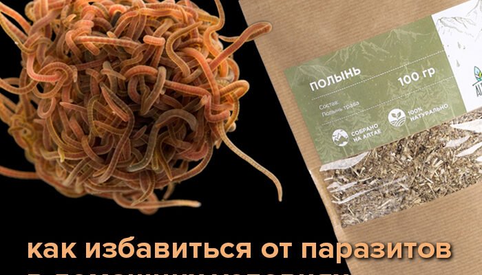 Народний метод боротьби з глистами: старовинний рецепт бабусі