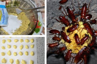 Ефективний рецепт: як борна кислота з яйцем знищує тарганів