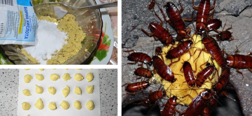 Ефективний рецепт: як борна кислота з яйцем знищує тарганів