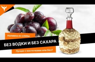 Рецепт домашньої слив’янки без використання горілки: покроковий гід