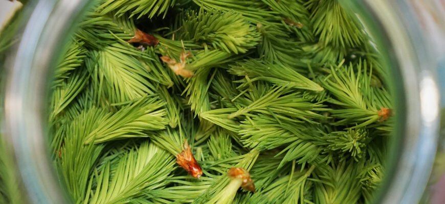 Рецепт: Як Приготувати Соснові Бруньки з Цукром для Здоров’я