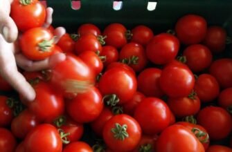 Чи можна їсти помідори при цирозі печінки: поради та застереження