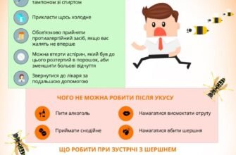 Перша допомога при укусі шершня: як діяти правильно та швидко