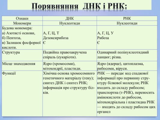 Розуміння різниці між ДНК та РНК: ключові особливості та функції Розуміння різниці між ДНК та РНК: ключові особливості та функції