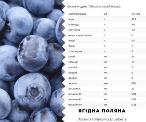 Користь лохини: скільки можна їсти для здоров’я та безпеки? Користь лохини: скільки можна їсти для здоров’я та безпеки?