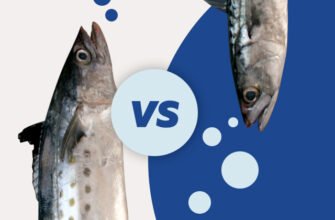 Макрель і скумбрія: яка різниця, що важливо знати?