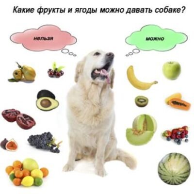Що можна їсти французьким бульдогам: корисне харчування для собак Що можна їсти французьким бульдогам: корисне харчування для собак