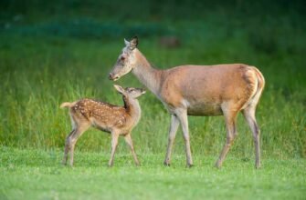 Косуля vs олень: ключові відмінності у звичках і зовнішності