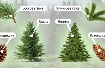 Основні відмінності між ялинкою та сосною: детальний огляд