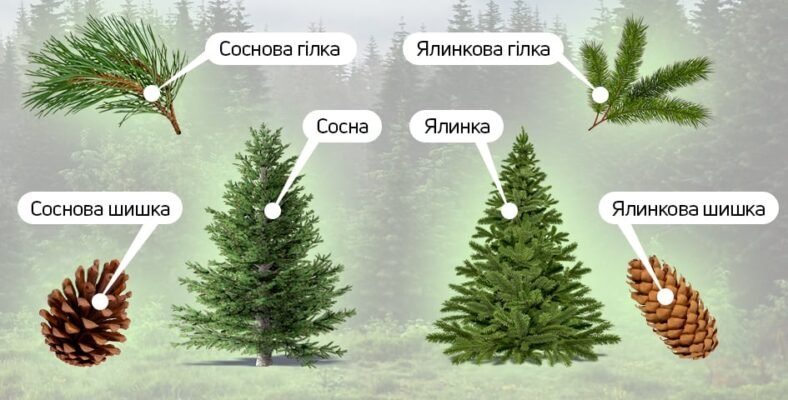 Основні відмінності між ялинкою та сосною: детальний огляд Основні відмінності між ялинкою та сосною: детальний огляд
