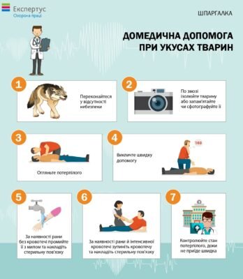 Домедична допомога при укусах тварин: ключові поради та етапи Домедична допомога при укусах тварин: ключові поради та етапи