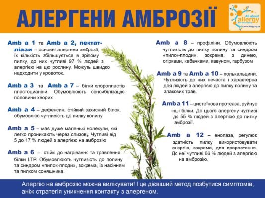 Що не можна їсти при алергії на амброзію: поради та застереження Що не можна їсти при алергії на амброзію: поради та застереження