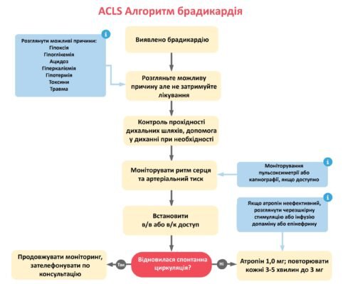 Перша допомога при брадикардії: детальні алгоритми і рекомендації Перша допомога при брадикардії: детальні алгоритми і рекомендації