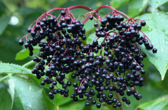 Чи можна їсти ягоди бузини: безпечність та корисні властивості