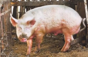 Що робити, коли свиня не хоче їсти: поради та рішення проблеми