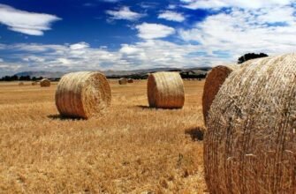 Порівняння сіна і соломи: ключові відмінності та практичне використання
