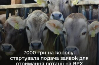 Дар допомога на корів: як отримати підтримку та збільшити стадо
