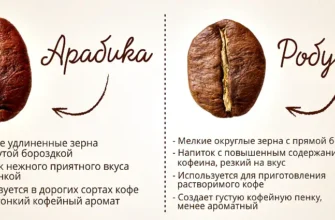 Різниця між арабікою та робустою: який сорт кави вибрати?