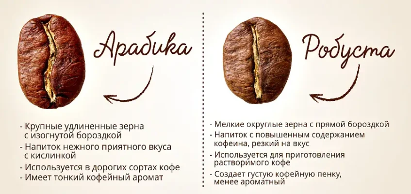 Різниця між арабікою та робустою: який сорт кави вибрати? Різниця між арабікою та робустою: який сорт кави вибрати?