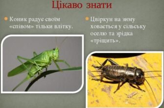 “Цвіркун і коник: Визначаємо ключові різниці між комахами”