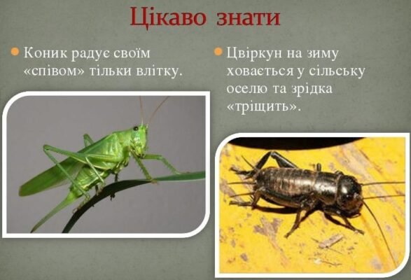 “Цвіркун і коник: Визначаємо ключові різниці між комахами” “Цвіркун і коник: Визначаємо ключові різниці між комахами”