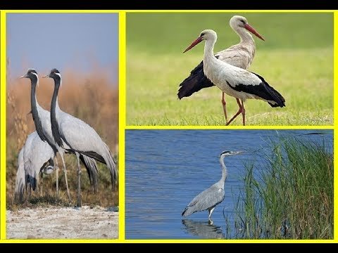 Різниця між чаплею і лелекою: ключові характеристики та відмінності