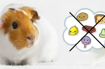 Що можна їсти морським свинкам: корисні продукти для вашого улюбленця