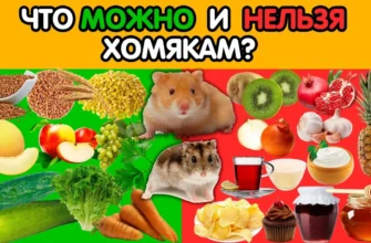 Які фрукти можна їсти хом’якам: безпечний раціон для вашого улюбленця