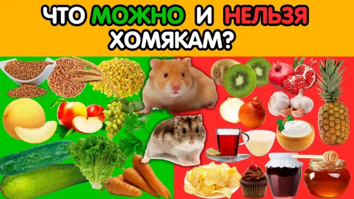 Які фрукти можна їсти хом’якам: безпечний раціон для вашого улюбленця Які фрукти можна їсти хом’якам: безпечний раціон для вашого улюбленця