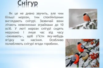 Що люблять їсти снігурі: Раціон цих яскравих зимових гостей