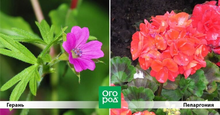 Герань і пеларгонія: в чому різниця та як їх розрізнити? Герань і пеларгонія: в чому різниця та як їх розрізнити?