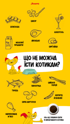 Що можна їсти котам: оптимальне харчування для вашого улюбленця