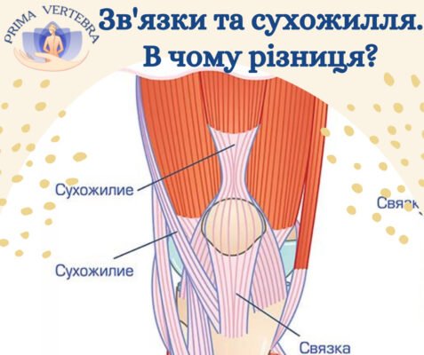 Сухожилля і зв’язки: ключові відмінності та їхні функції в тілі