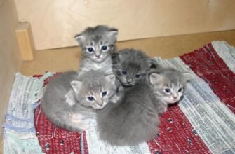 Коли кошенята починають самостійно їсти: поради та рекомендації