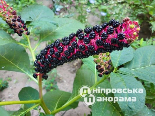 Чи можна їсти лаконос ягідний: користь і потенційна небезпека