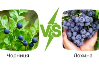 Чорниця vs Лохина: Визначаємо Різницю та Користь Ягід для Здоров’я