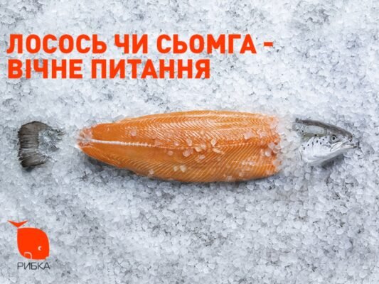 Різниця між лососем і сьомгою: характеристика та особливості видів