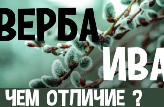 Різниця між івою та вербою: ключові відмінності та особливості