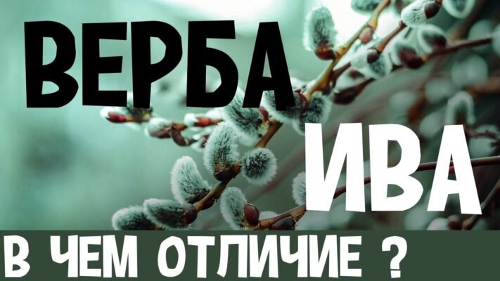 Різниця між івою та вербою: ключові відмінності та особливості