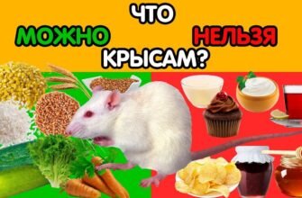 Що можна їсти крисам: повний гід по здоровому харчуванню гризунів