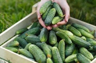Коли можна їсти огірки після обробки борною кислотою: поради та рекомендації